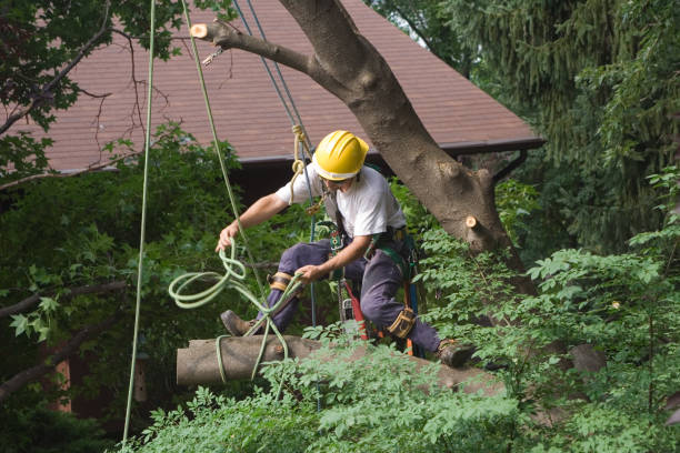 Best Weed Control  in Courtland, VA
