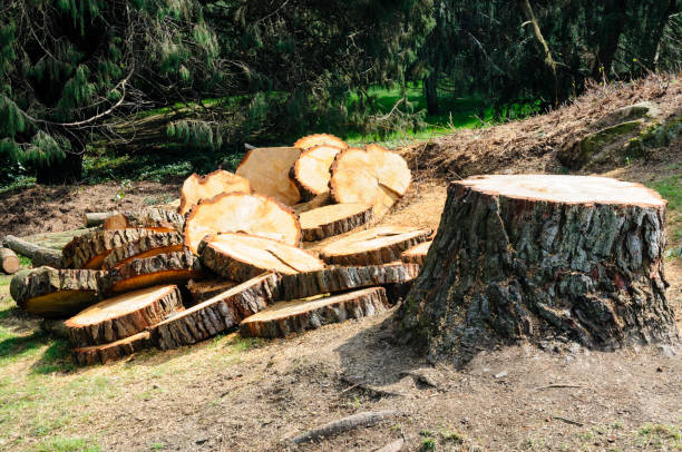 How Our Tree Care Process Works  in  Courtland, VA
